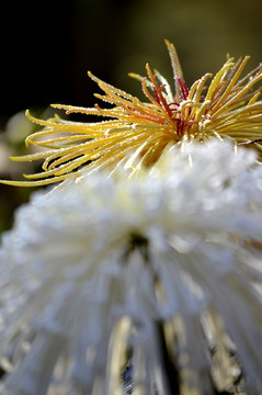 菊花