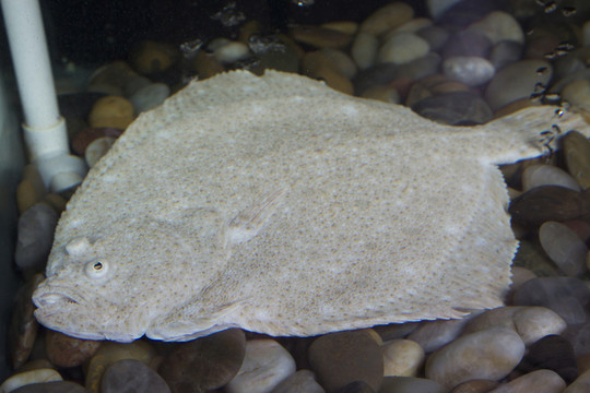 多寶魚