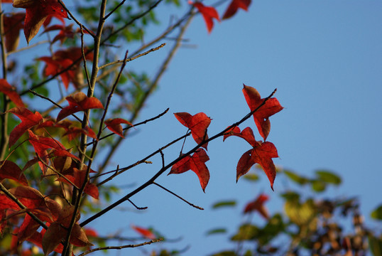 紅葉