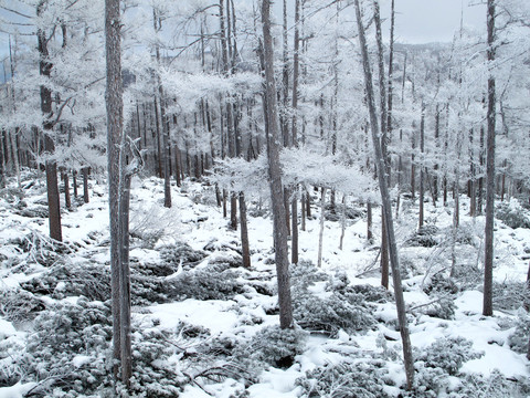 松林樹掛