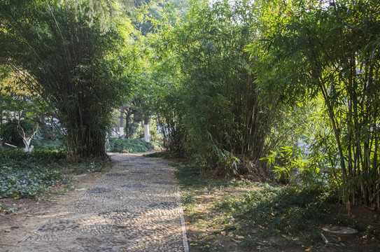 竹林小道