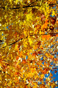 香山紅葉