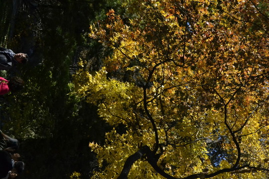 香山紅葉