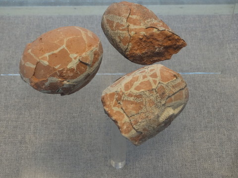 暖色調(diào)恐龍蛋化石微距JPG高清