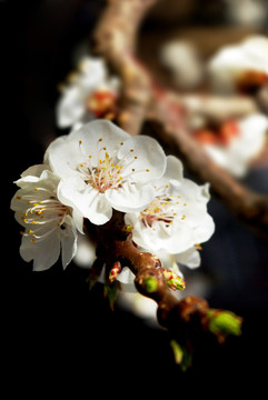 櫻花