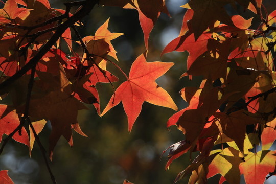 紅楓葉 楓樹(shù) 秋天