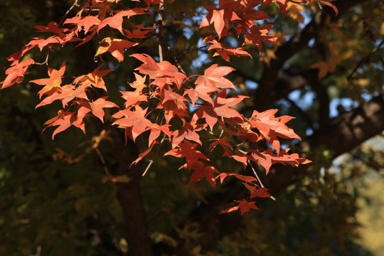 楓葉 楓樹(shù) 秋