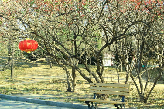 樹(shù)干 樹(shù)葉 樹(shù)木 樹(shù)林 樹(shù)枝