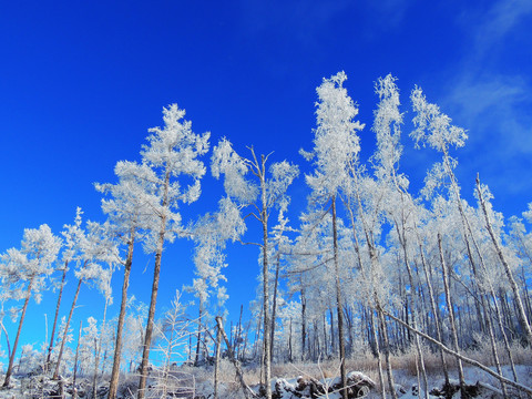 雪林