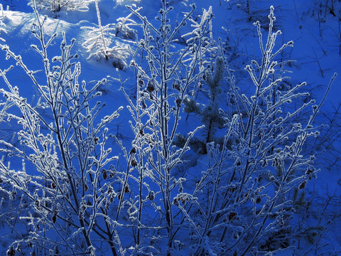 雪枝