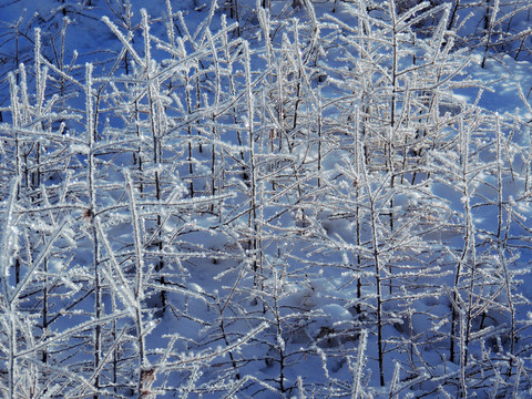 雪枝