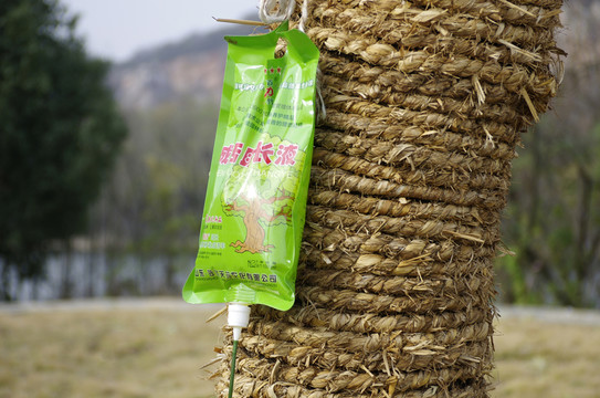大樹移植成活助長(zhǎng)液 打點(diǎn)滴