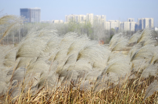 蘆花飄揚城郊外