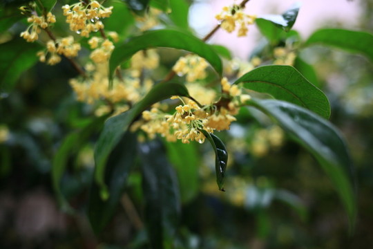 桂花