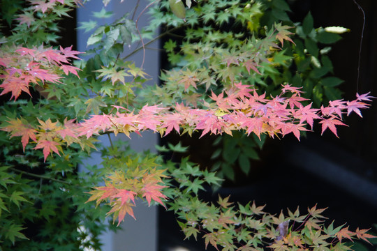 紅葉
