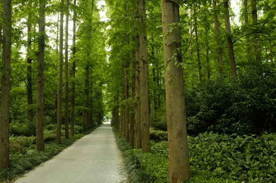 光明在遠方