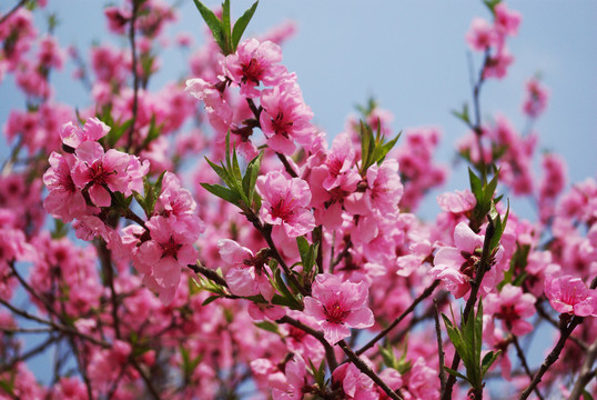 桃花