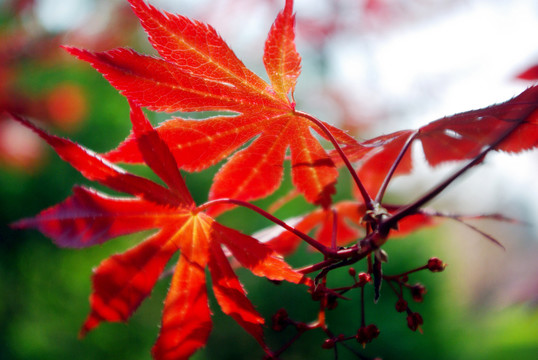 紅葉