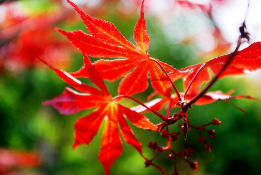 紅葉