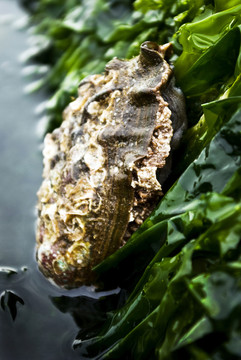 鮑魚