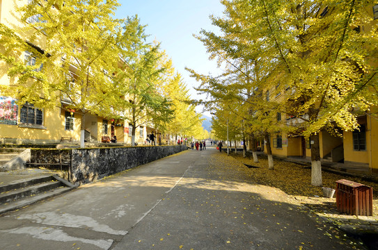 廣東韶關(guān)南雄帽子峰杏樹(shù)黃金大道
