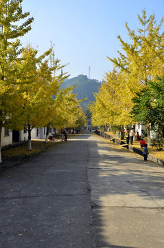 廣東韶關(guān)南雄帽子峰杏樹(shù)黃金大道