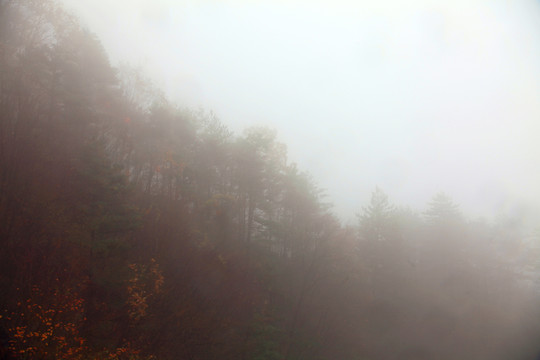 濃霧中的山坡樹林
