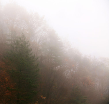 濃霧中的山坡樹林
