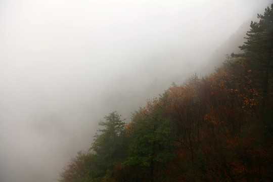 濃霧籠罩的山坡樹林