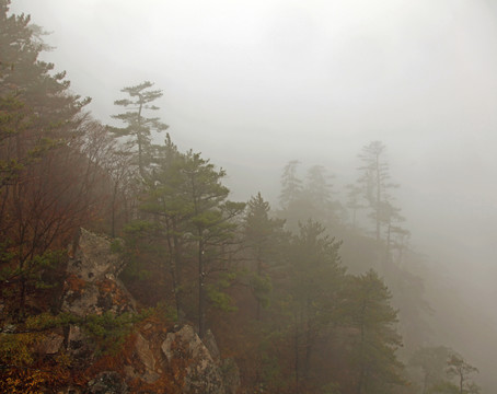 濃霧籠罩的山坡樹林