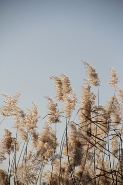 蘆葦   蘆花  蘆葦叢