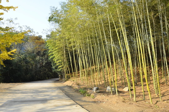廣東韶關(guān)南雄帽子峰竹林