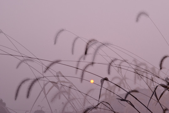 朝霞 野草