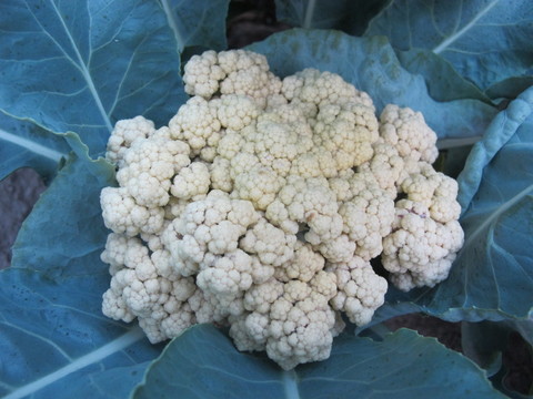 菜花
