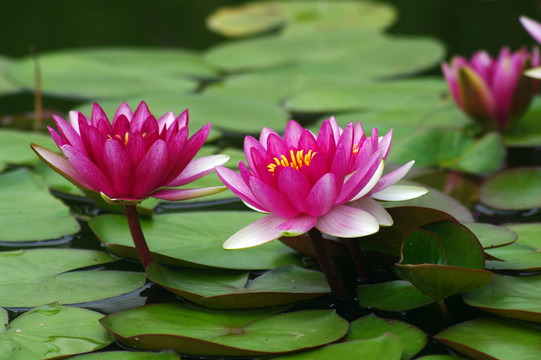 蓮花