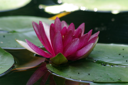蓮花
