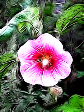 花兒