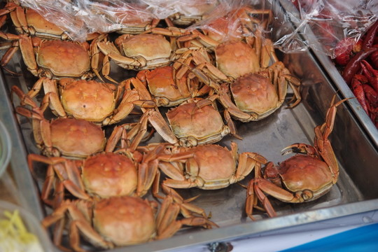 螃蟹 陽澄湖大閘蟹 河蟹
