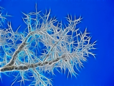電腦裝飾畫 雪枝