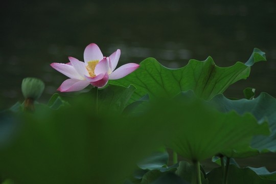 荷花