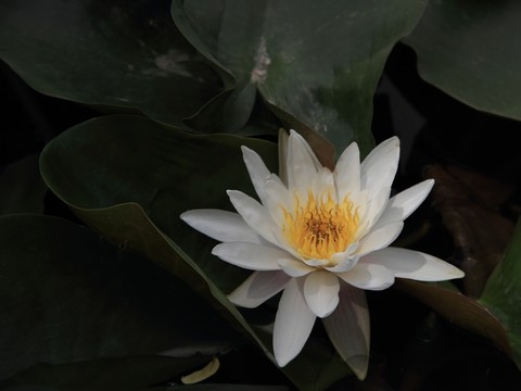 白色睡蓮