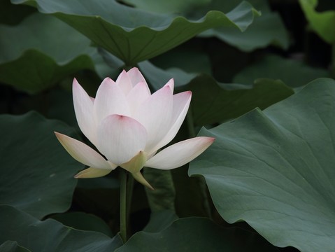荷花  荷葉