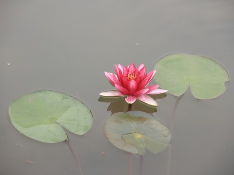 睡蓮