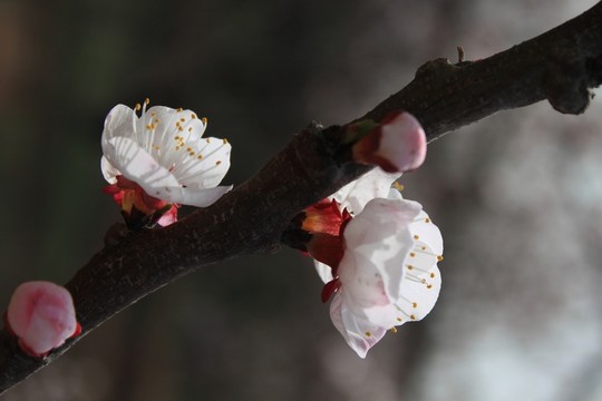 梅花