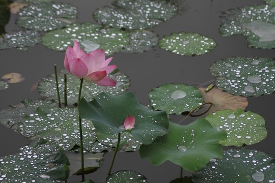 雨中荷花