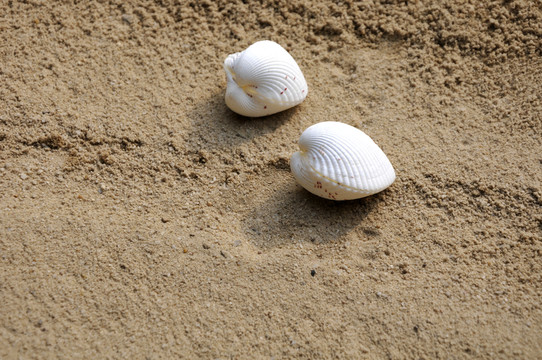 海蚌