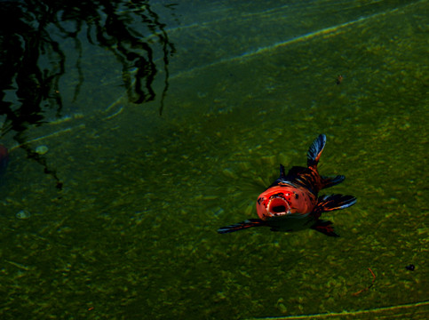 孤獨(dú)的錦鯉魚(yú)