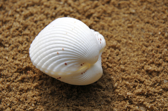 海蚌