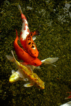錦鯉魚