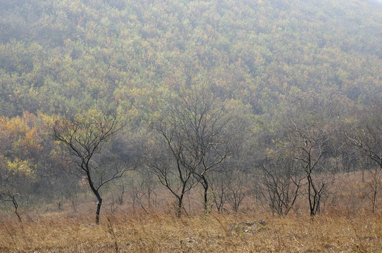 初冬山林